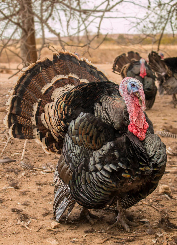 Frank Reese on the Urgency of Heritage Poultry Conservation