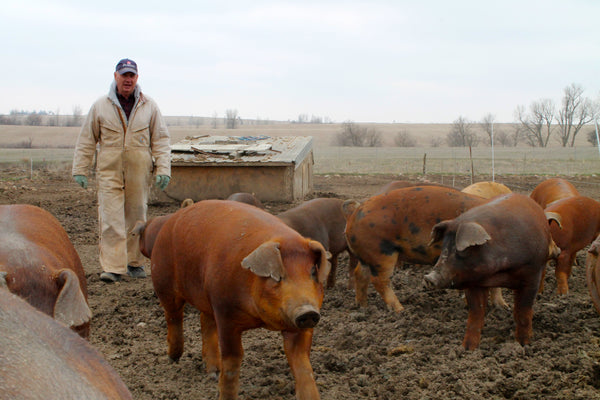 Purebred Heritage Duroc