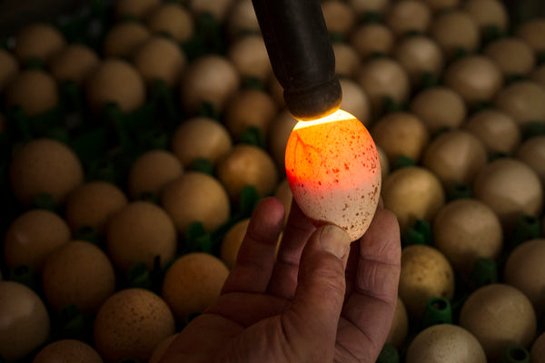 Candling Heritage Chicken Eggs