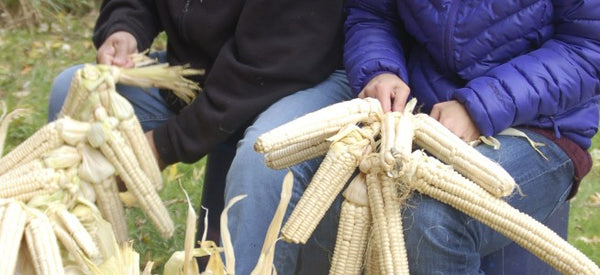 Iroquois White Corn Project: Husking Bee