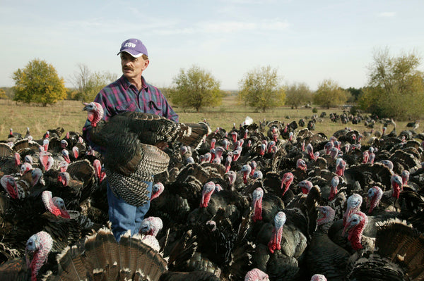 Frank Reese and his flock of heritage breed turkeys