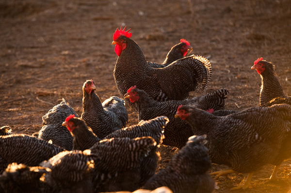 Rare Breed Heritage Chicken Tour