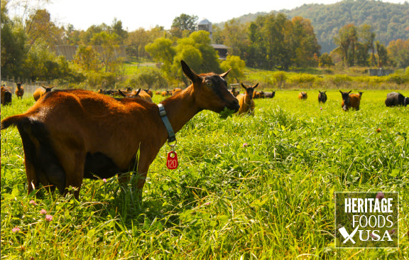 Season 7: No Goat Left Behind from Heritage Foods