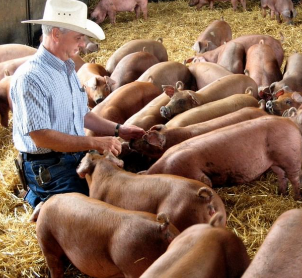 Farmer Craig Good and his Duroc pigs