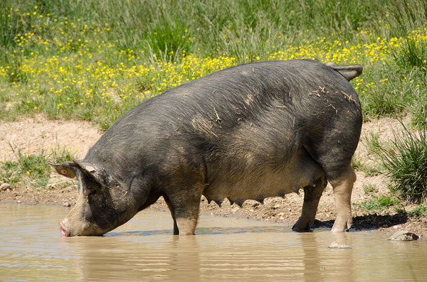 Berkshire Pig