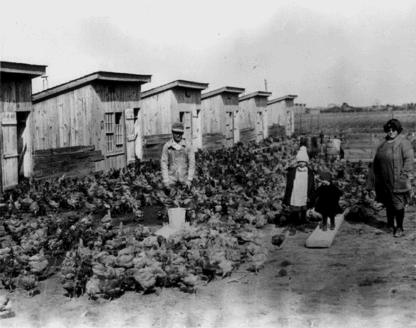 Good Shepherd Conservancy — The Origins of Factory Farm Poultry