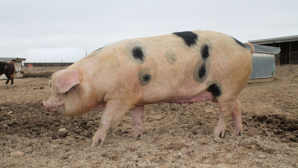 Rare Occasion Old Spot Pork