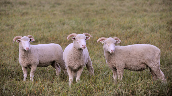 Dorset Horn Lamb on the Tamarack Vermont Sheep Farm