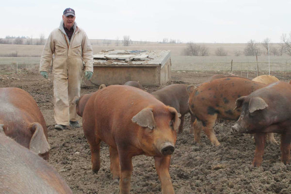 The All American Pig Breed