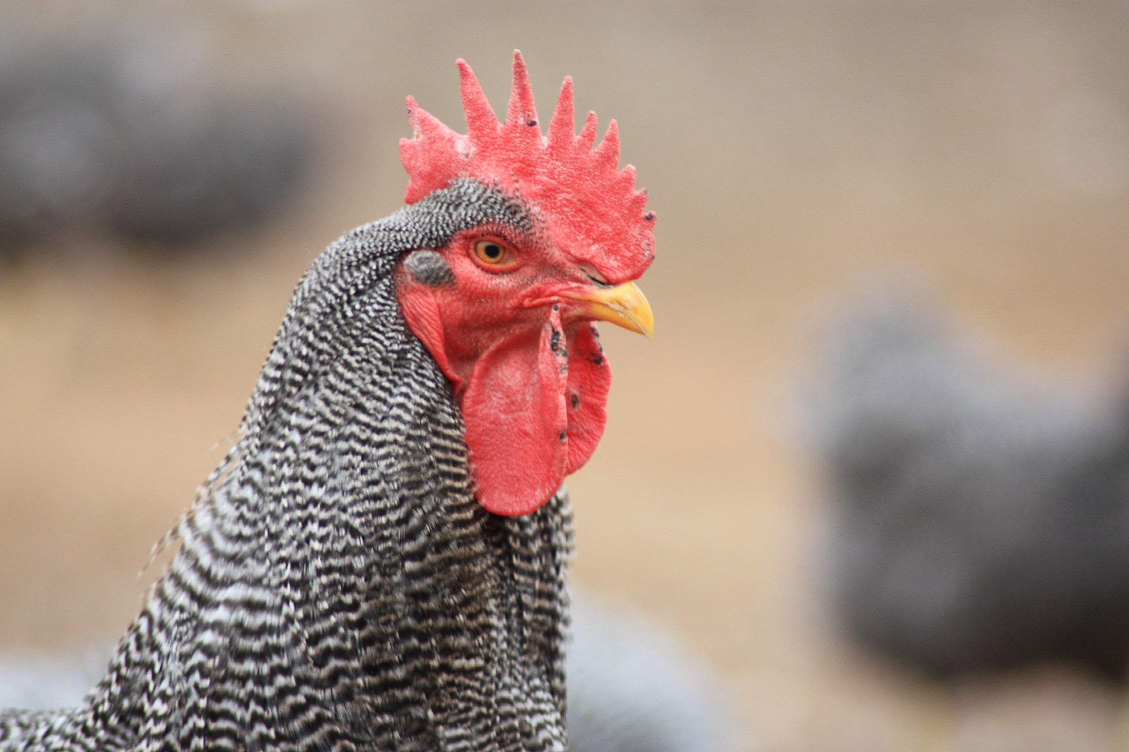 Giant Chicken Brahma Standing On Ground In Farm Area Stock Photo