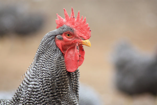 What Separates Heritage Chickens From the Rest of the Pack?