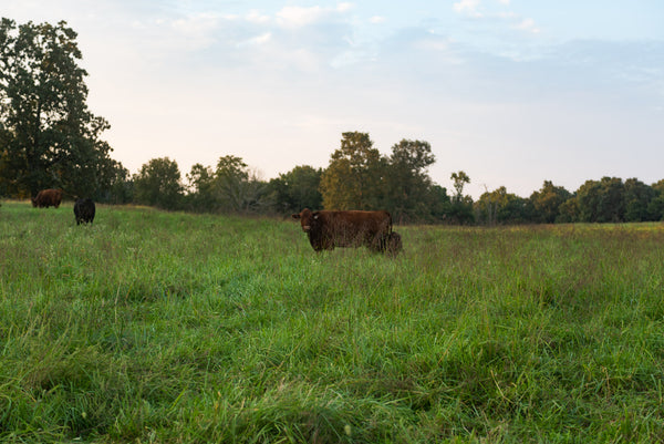 Angus steer at Newman Farm