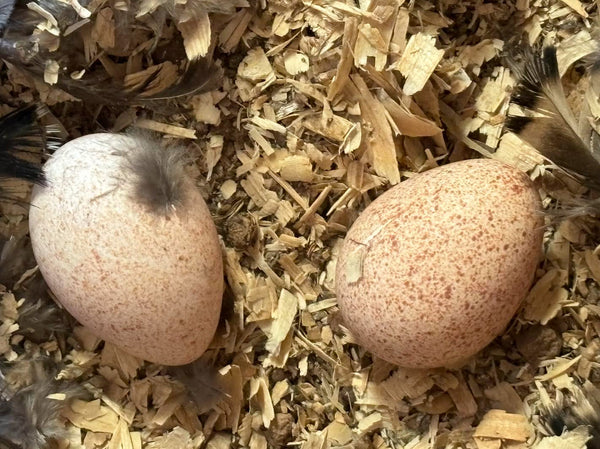 Eggs at the Good Shepherd Poultry Ranch