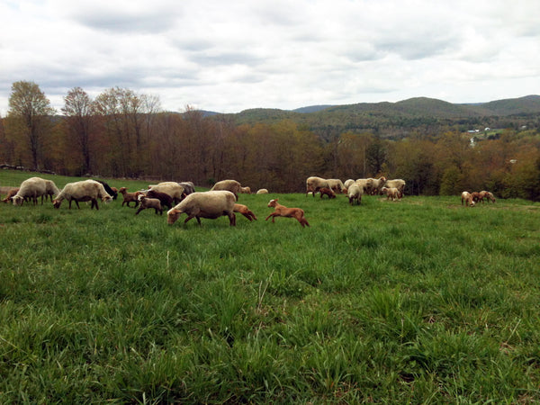 For Sale, Heritage Lamb, Not Yet Extinct