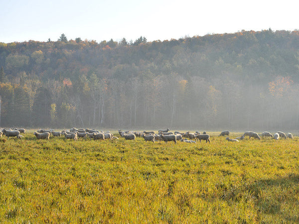 Heritage Lamb on Pasture at the Tamarack Vermont Sheep Farm