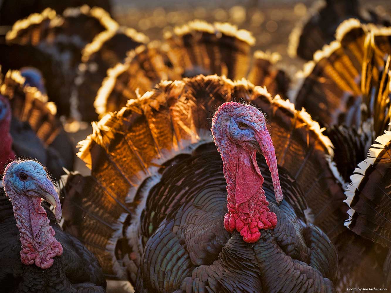 FRESH HERITAGE THANKSGIVING TURKEY, 14-16lb