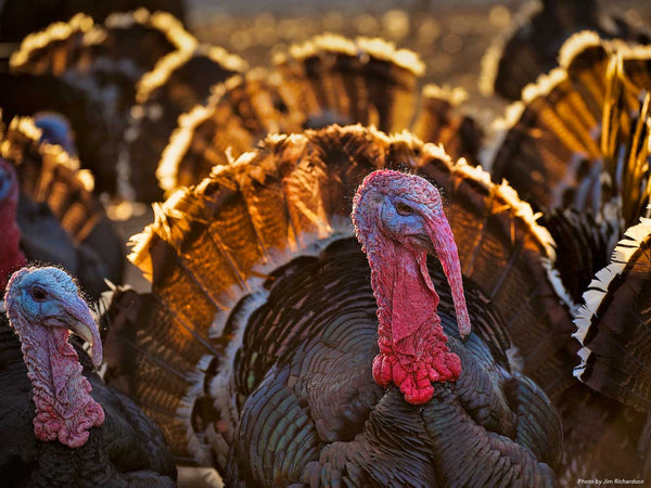 FRESH HERITAGE THANKSGIVING TURKEY, 14-16lb