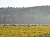 Lamb on Pasture in Tamarack Vermont Sheep Farm