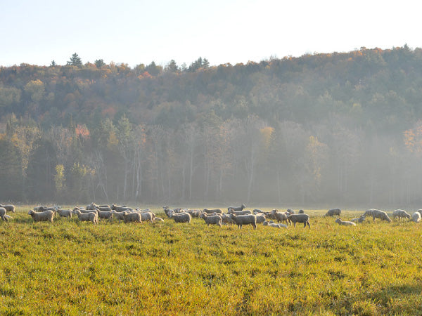 Lamb on Pasture in Tamarack Vermont Sheep Farm
