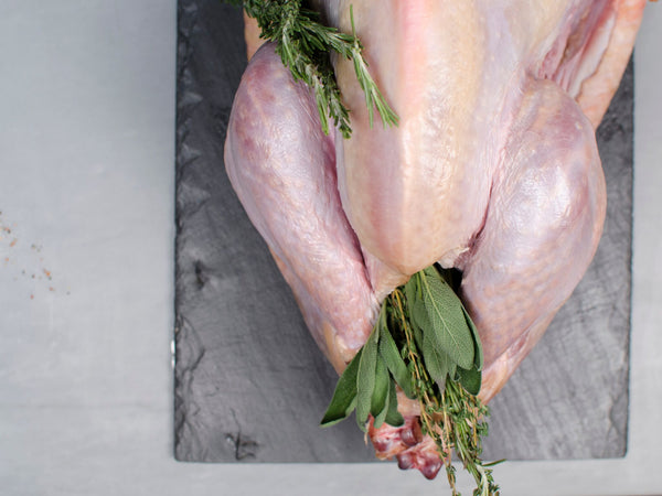 Heritage Turkey from Good Shepherd Poultry Ranch