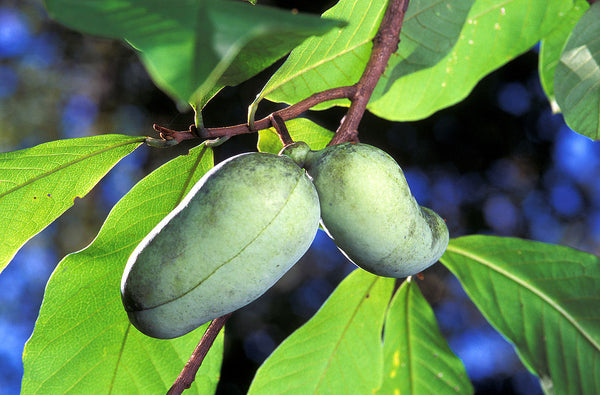 Pawpaw Season: don’t blink or you’ll miss it!