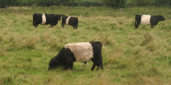 Belted Galloway 1/8 Cattle Shares Are Here!