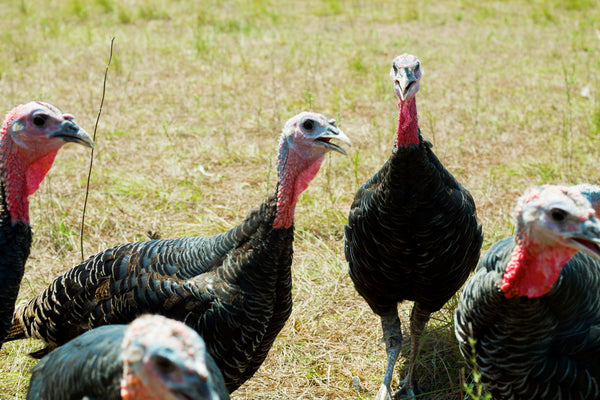 Life on Good Shepherd Poultry Ranch
