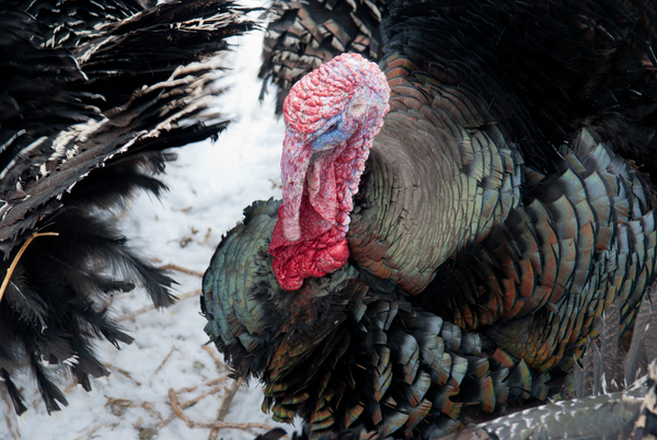 A Brief History of Heritage Turkeys