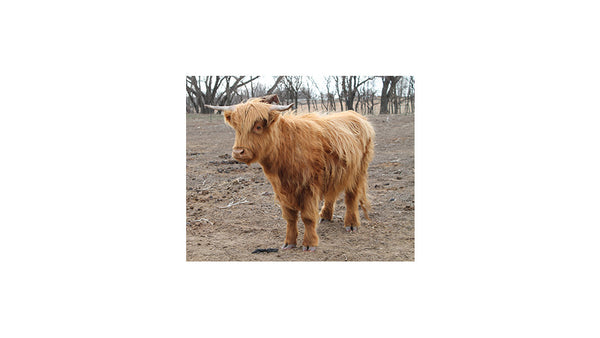 Highland Cattle: A Regal Heritage Breed