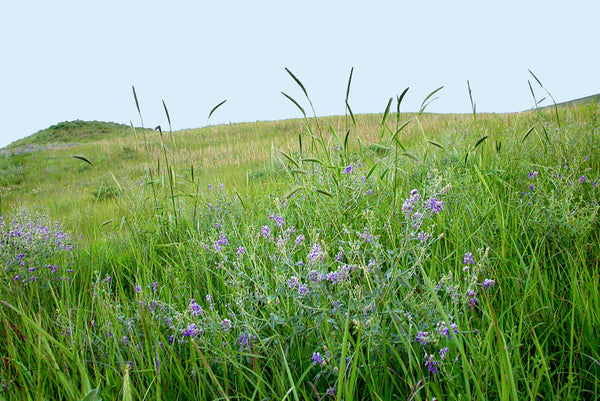 A Closer Look: Tallgrass Prairies & The Katahdin Lamb