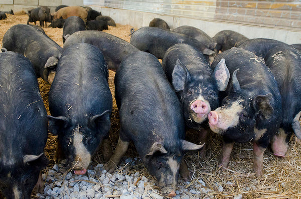 An Intro to Heritage Pork Breeds