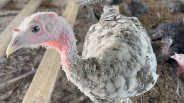 Narragansett Turkey at Frank Reese's Good Shepherd Poultry Ranch