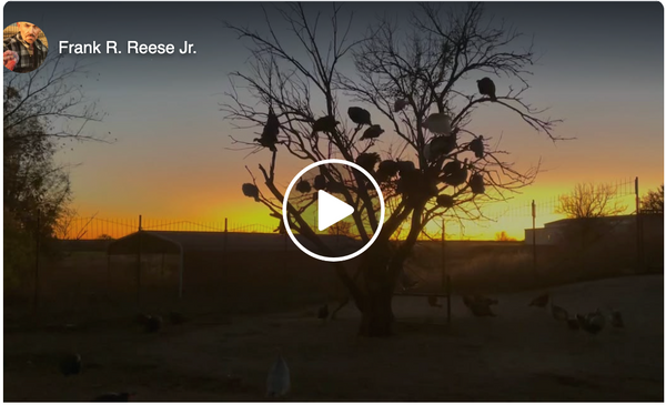 Turkeys in the Trees at Good Shepherd Poultry Ranch