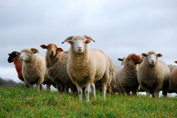 Tunis Lamb on Pasture