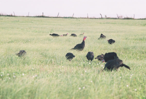 Heritage Turkeys : From Farm to Ark to Table