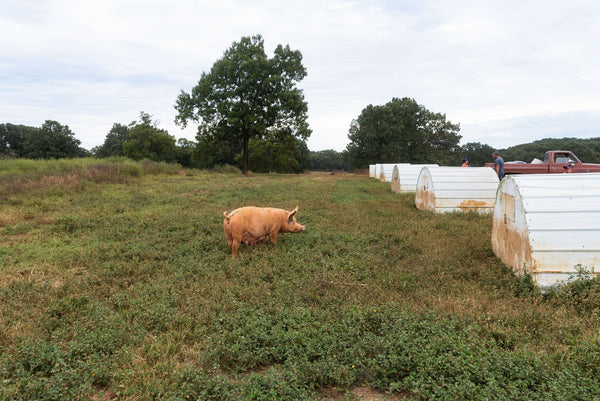 The History Behind the Farm Tour!