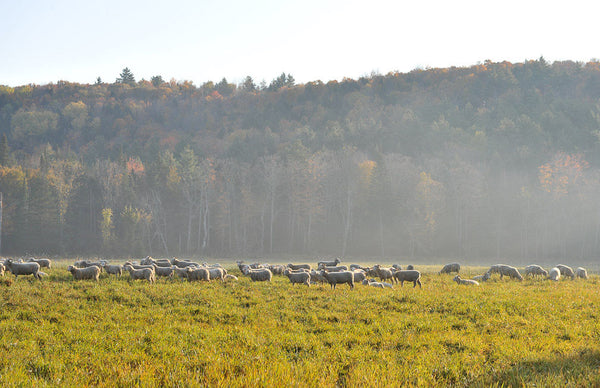 Sheep on Pasture at Tamarack Vermont Sheep Farm