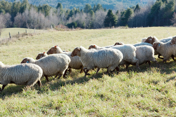 A Sheep Is A Lamb Is A Hogget Is A Mutton