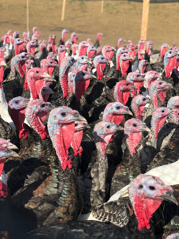 2015 Heritage Turkey Flock