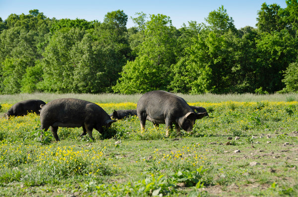 Newman Farm - Berkshire Pork Raised in the Ozarks
