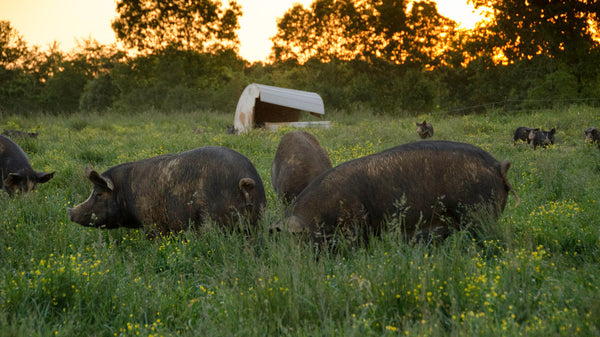 Berkshire Pigs on Pasture at Newman Farm