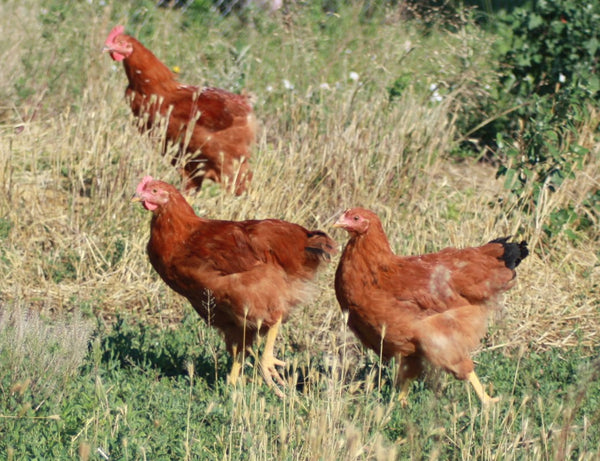 What Separates Heritage Chickens From the Rest of the Pack?