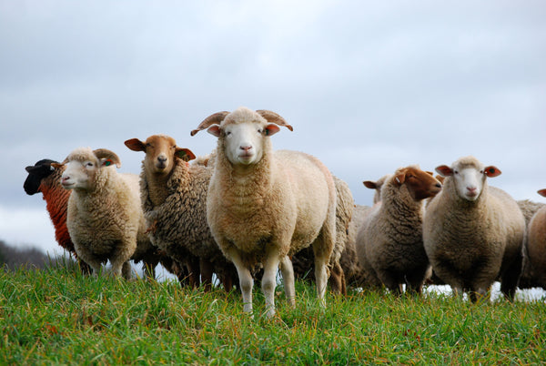 Grassfed for Earth Day