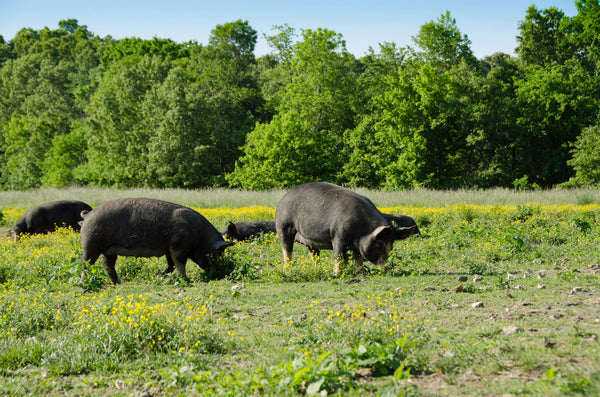 Sustainability on Newman Farm: Raising Heritage Berkshires