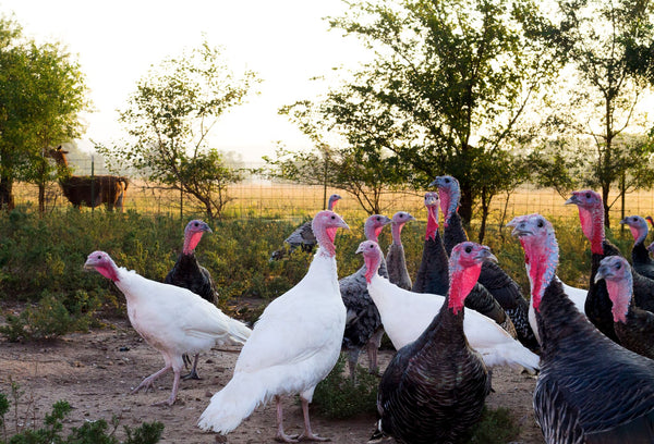 A Major Achievement for the Cause of Preserving Tradition, Biodiversity and Bio-Security in the Food Supply