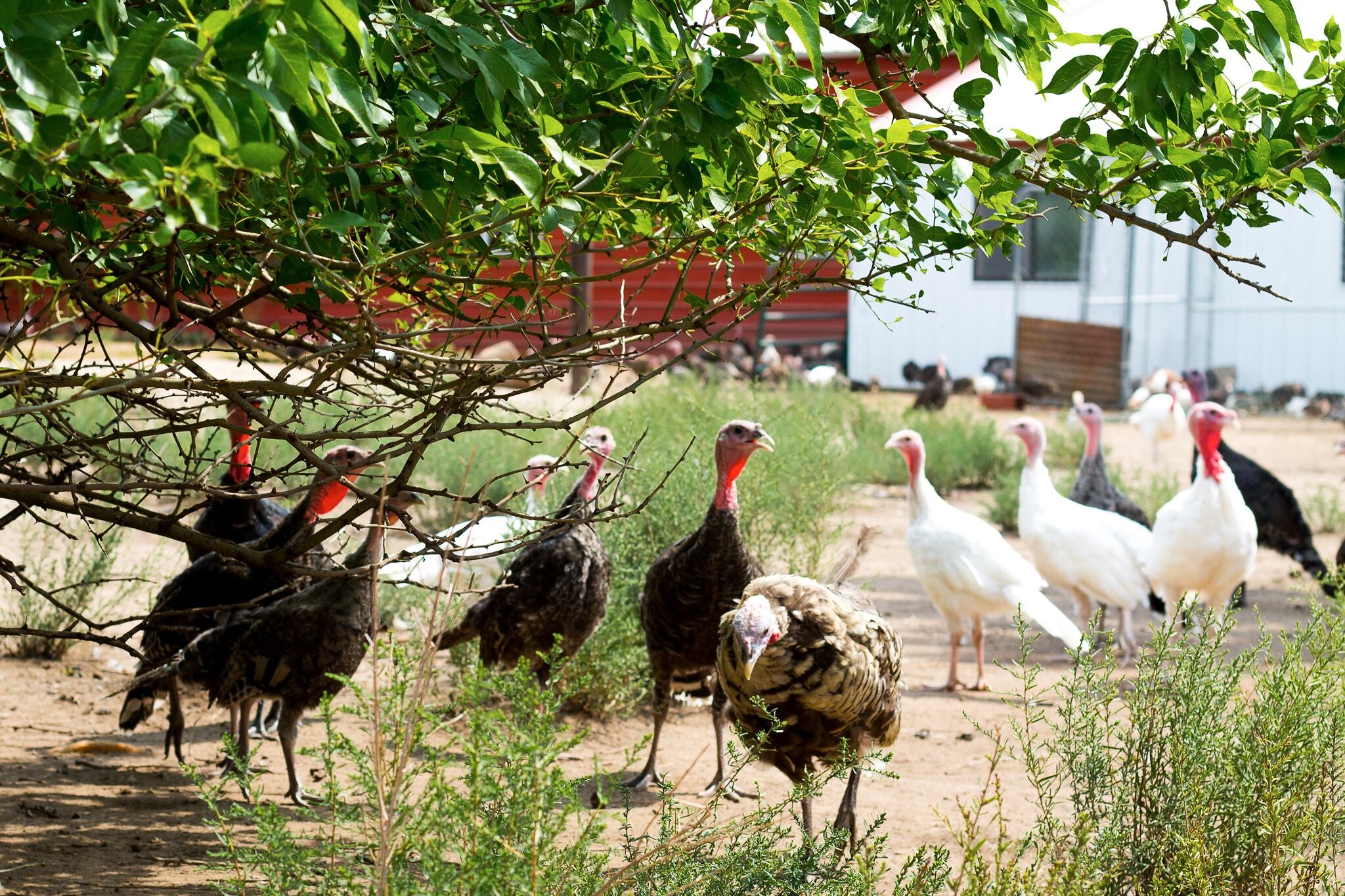 Frank Reese, the ONLY Farmer Selling APA Turkeys Under USDA Certificat