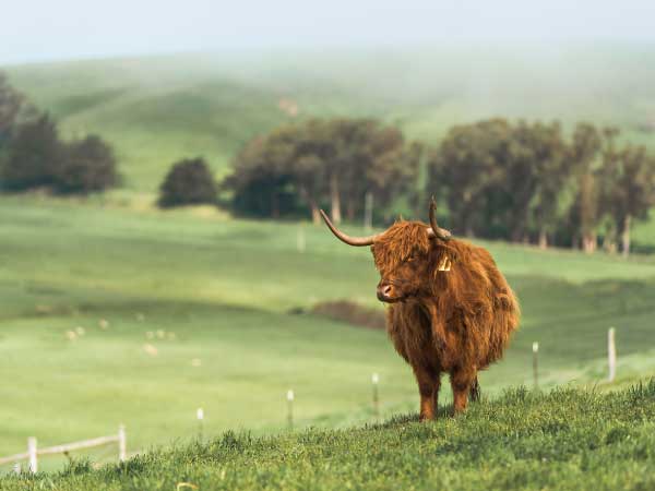 HIGHLAND SIRLOIN FLAP