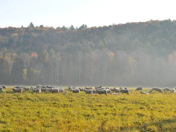 Heritage Lamb on Pasture