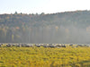 Heritage Lamb on Pasture at Tamarack Vermont Sheep Farm