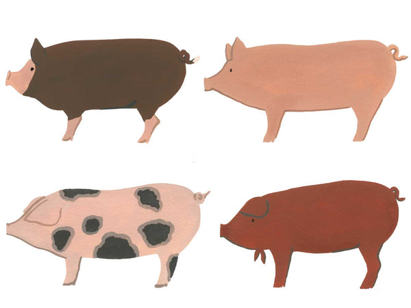 BREED BOX #3: PORK 4 BREED KIT — NOW 20% OFF
